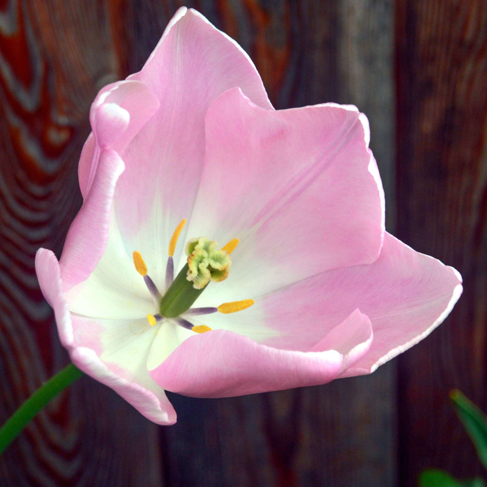 Tulpe 'Mango Charm'